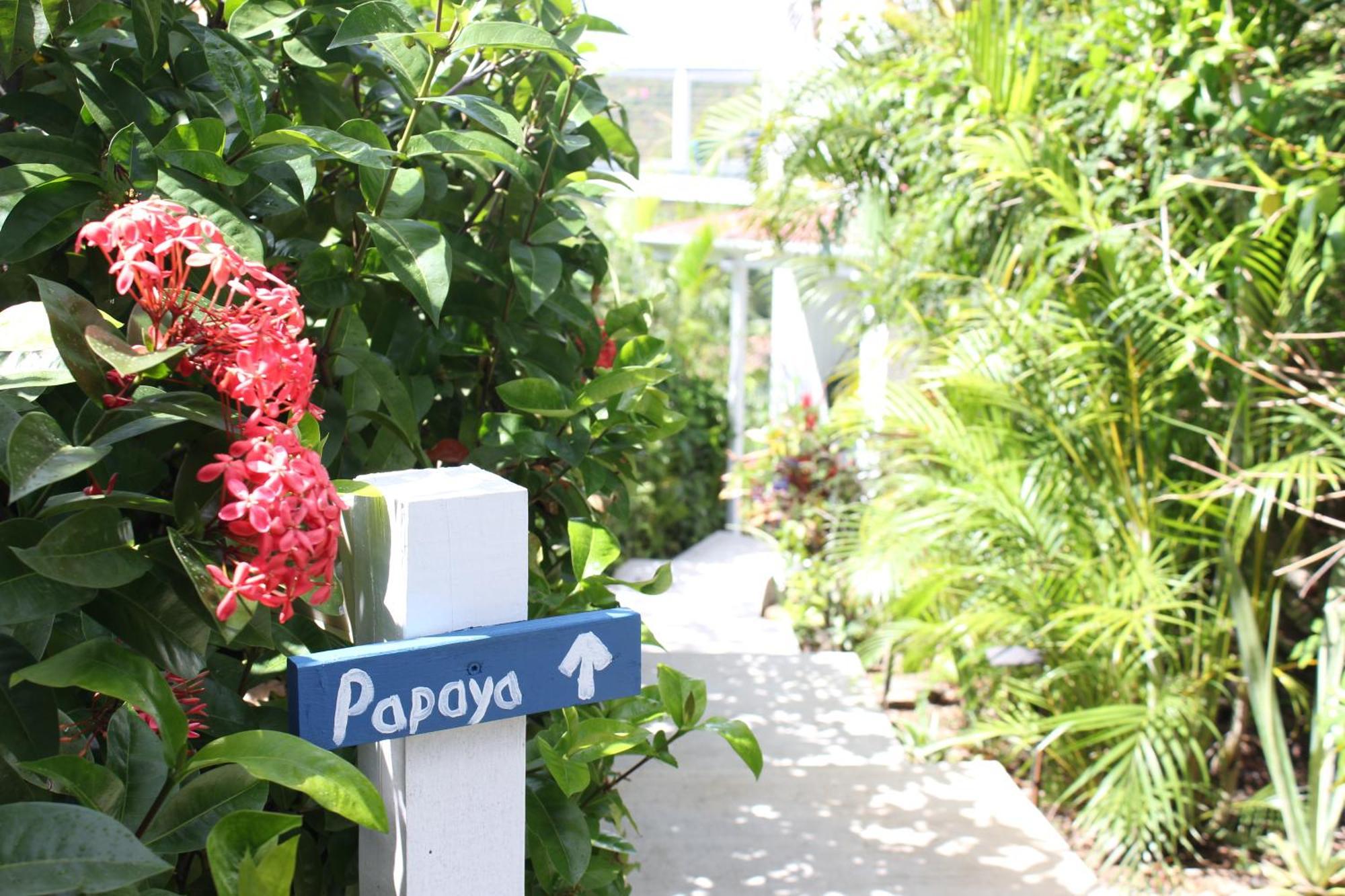 Papaya Suite At Sunset Serenade Cruz Bay エクステリア 写真